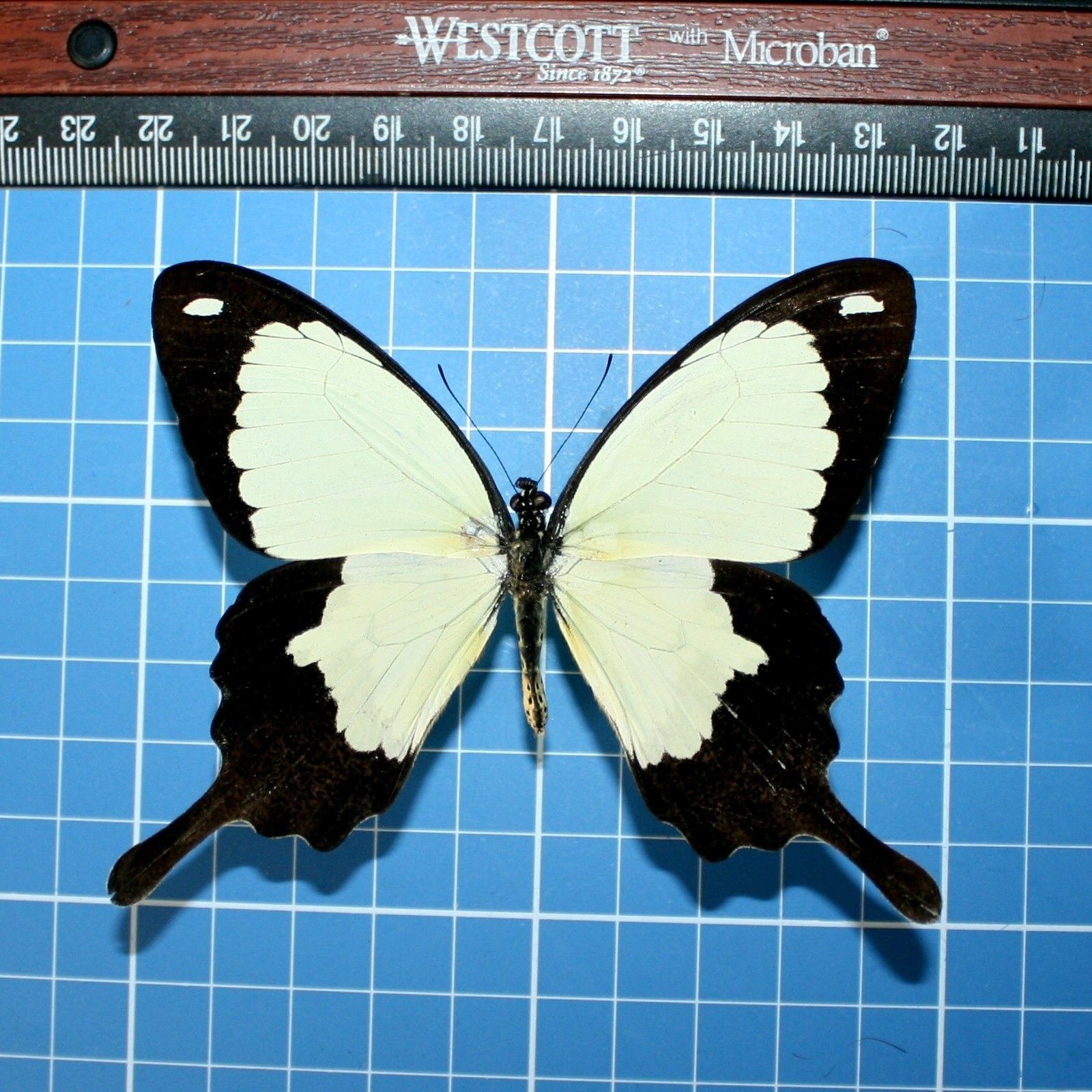 Papilio dardanus male (Black Aberration) (Internet Image property of respective owner, non-commercial use only)
